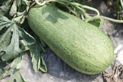 吃瓜的声音大全  第2张